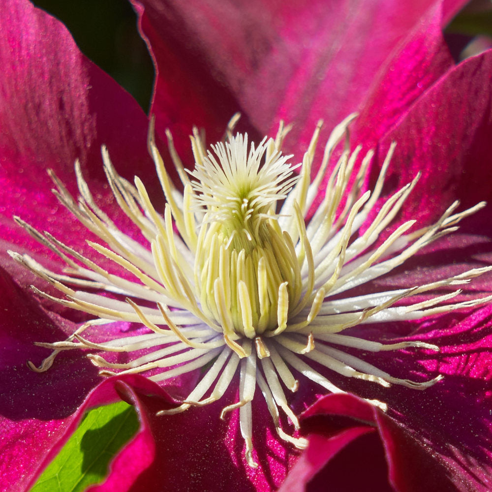 Clematita (Clematis) Elpis, flori rosu-violet cataratoare, inflorire abundenta