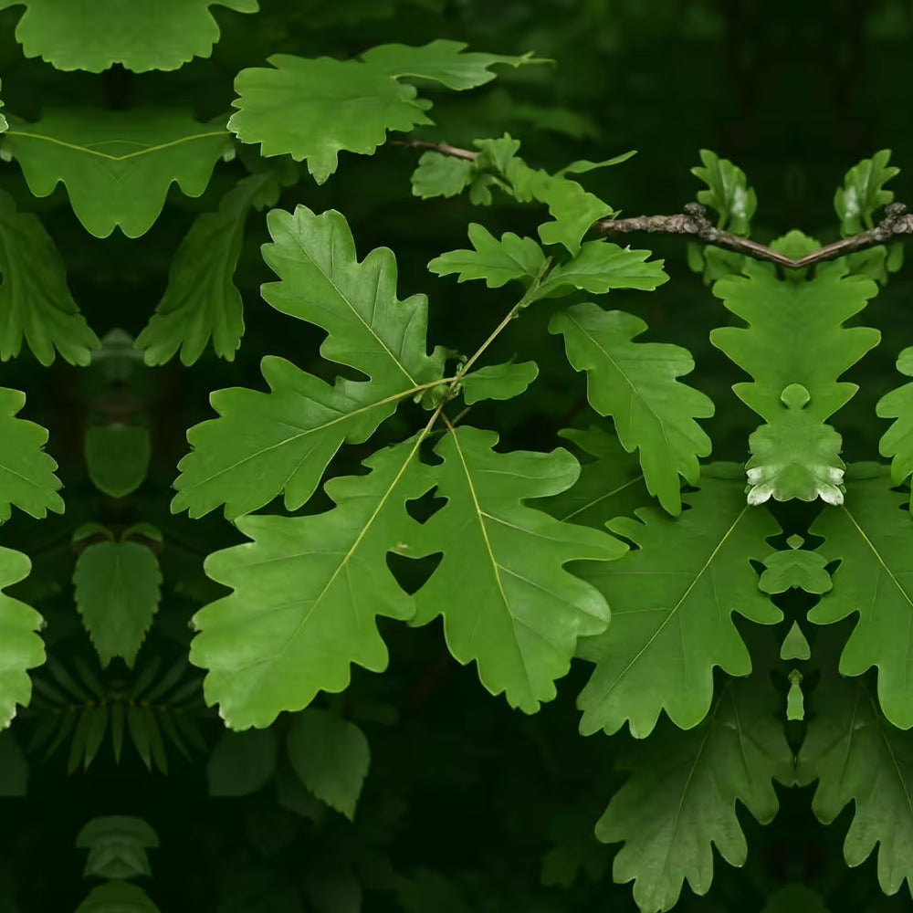 Stejar Romanesc (Gorun) Quercus petraea, maiestuos, longeviv, frunze lungi