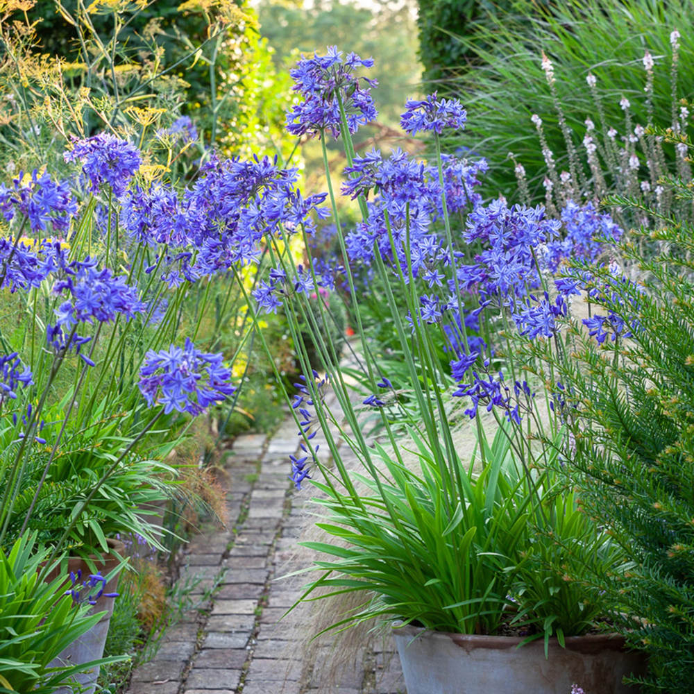 Crin African Agapanthus Northern Star, flori albastre in globuri, planta exotica rezistenta
