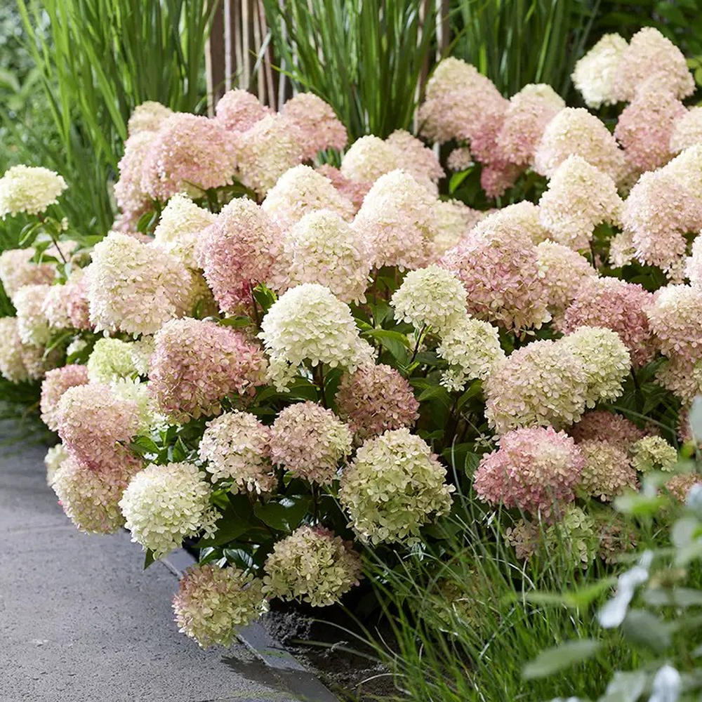 Hortensie Pitica de gradina (Paniculata) Living Little Blossom, cu flori albe si roz