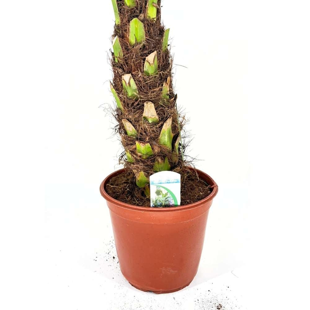 Palmier Curmal Pitic de apartament, 140 cm, Phoenix Roebelenii, palmier pitic decorativ de interior si terasa