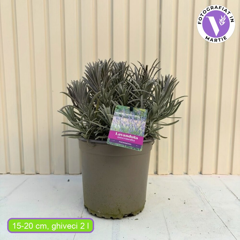 Lavanda hibrida 'Phenomenal' (Lavandula) – Rezistenta extrema si tufa gigant, mov intens