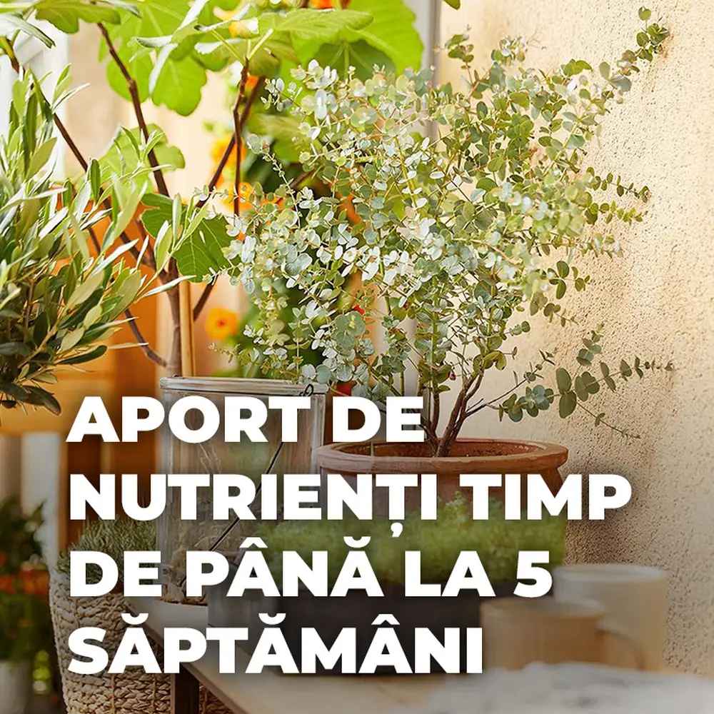 Pamant special Compo Sana pentru citrice si plante mediteraneene 10 litri cu fertilizare pentru 12 saptamani