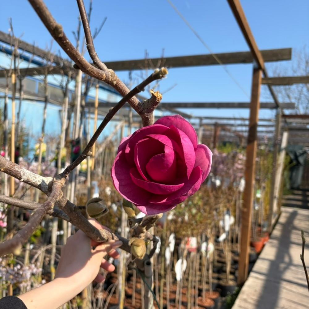 Magnolia Black Tulip, flori mov inchis ca laleaua, foarte rar de gasit