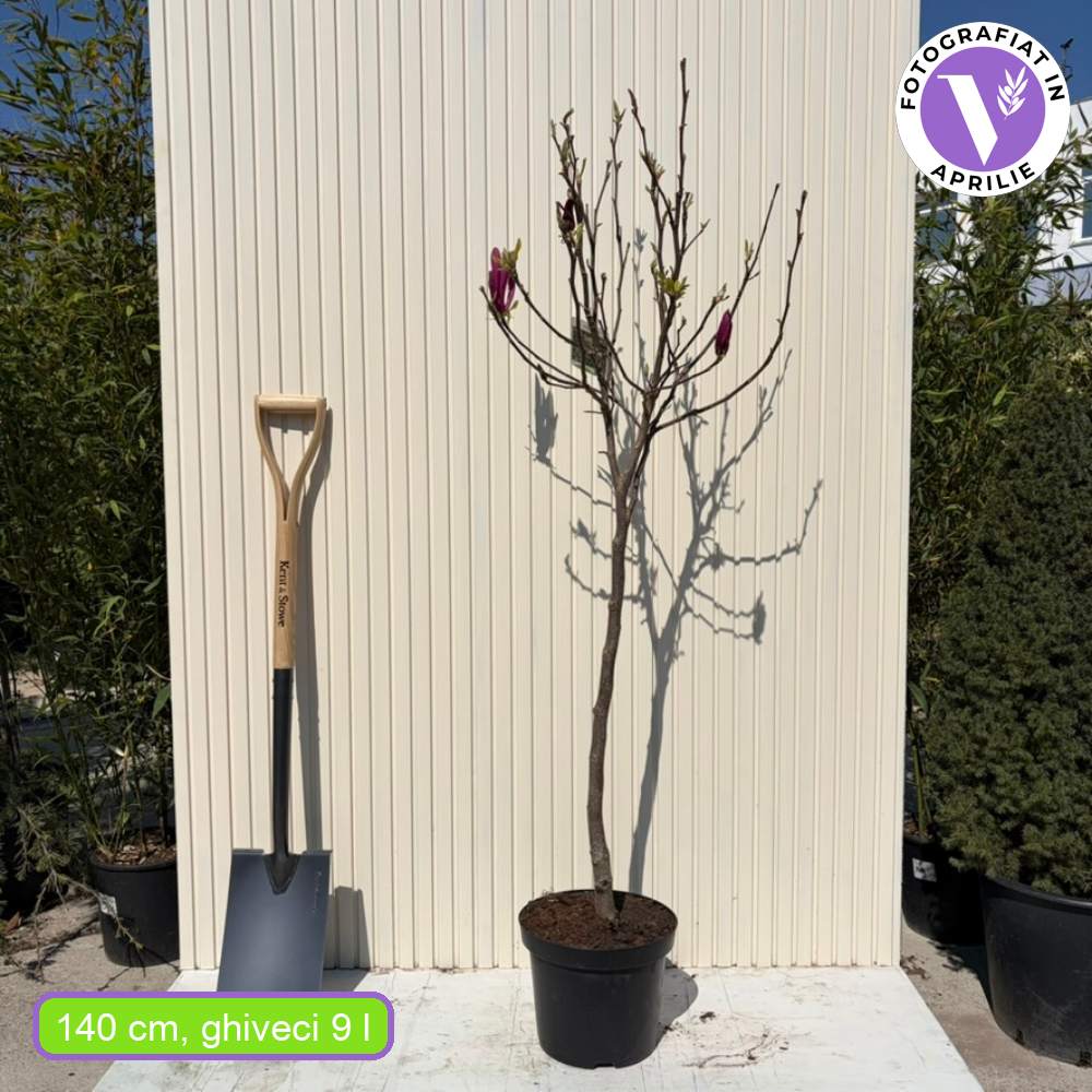 Magnolie Susan, tip copac, flori roz inchis parfumate, arbore ornamental rezistent