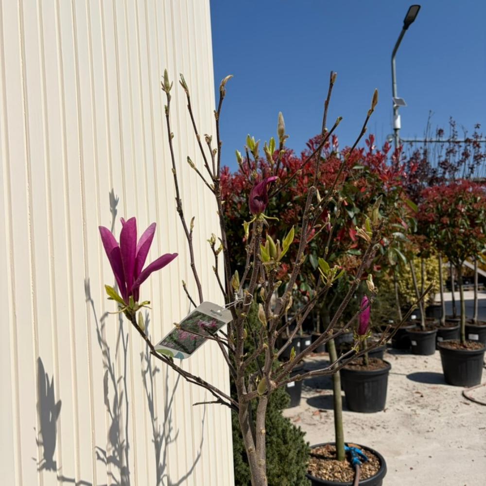 Magnolie Susan, tip copac, flori roz inchis parfumate, arbore ornamental rezistent