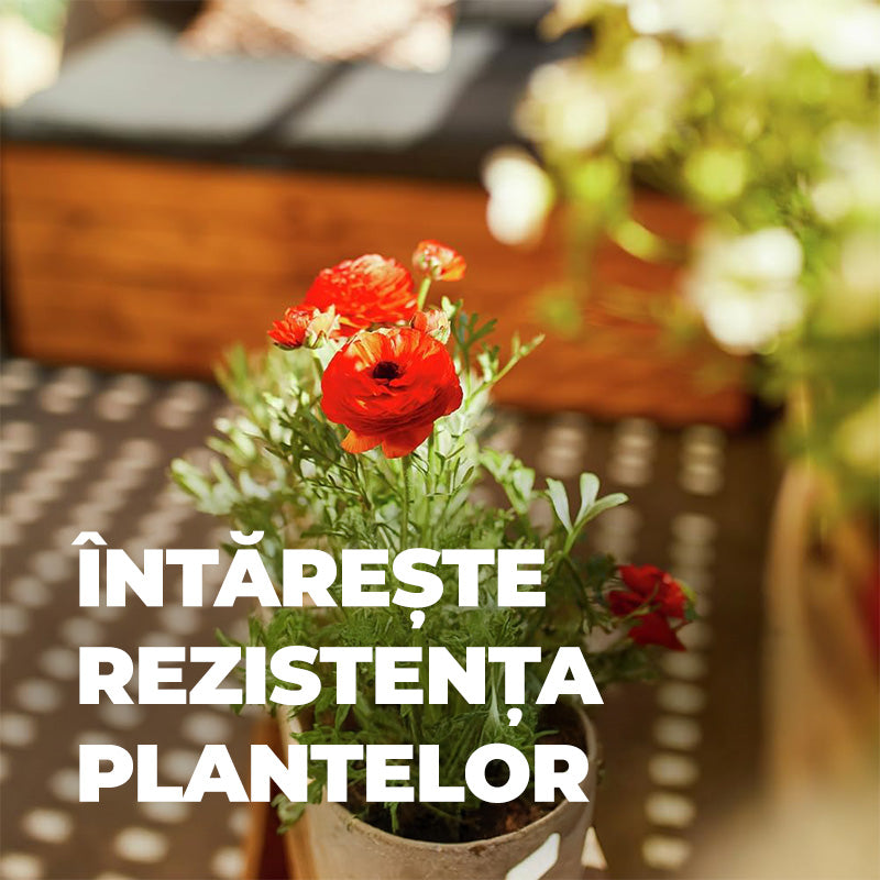 Ingrasamant Lichid pentru Plante de Balcon si in Ghiveci 1.3 l, COMPO