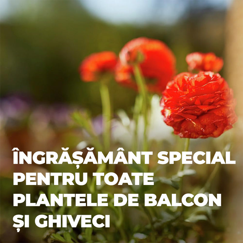 Ingrasamant Lichid pentru Plante de Balcon si in Ghiveci 1.3 l, COMPO