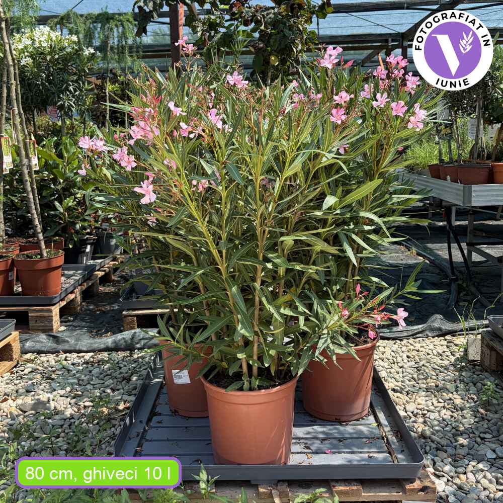 Leandru Nerium Tufa, cu flori roz parfumate, planta decorativa, atrage albine, rezistenta -5°C