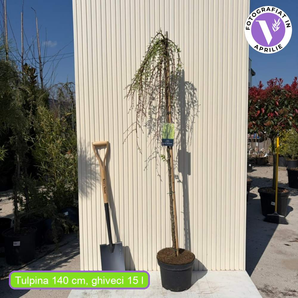 Zada (Larix) Stiff Weeper, zada plangatoare ornamentala, conifer cu frunze cazatoare, rezistent la ger