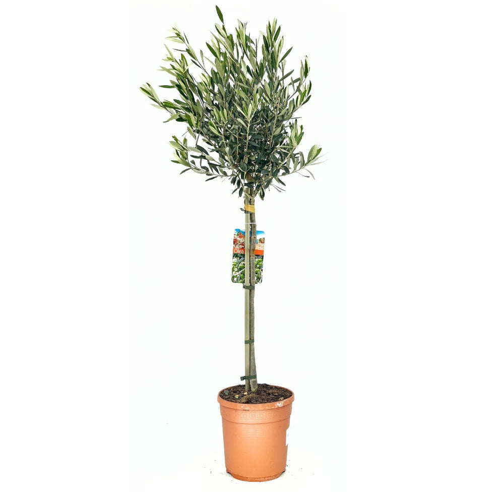 Maslin European Arbequina Aclimatizat, rezistent iarna, vesnic verde, fructifer, usor de ingrijit, efect mediteranean, 110-120 cm