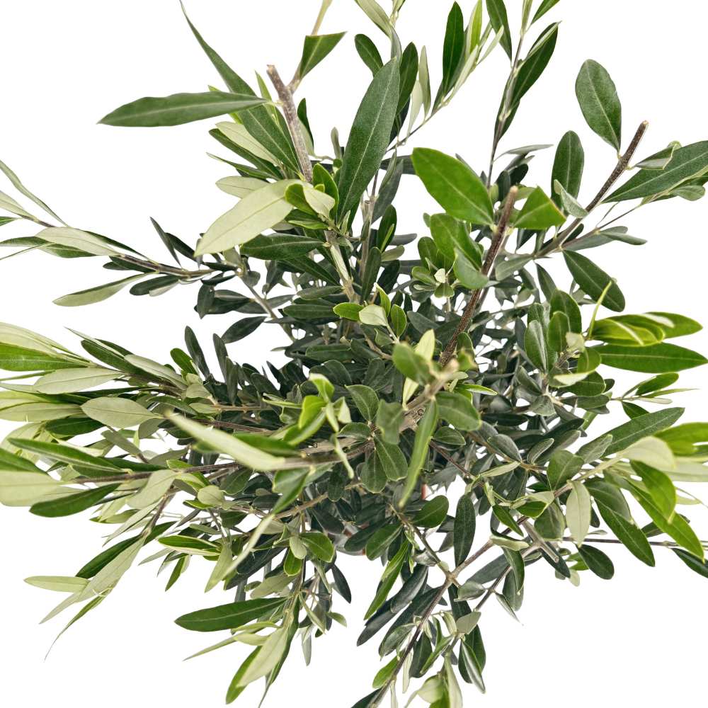 Maslin European Arbequina Aclimatizat, rezistent iarna, vesnic verde, fructifer, usor de ingrijit, efect mediteranean, 110-120 cm