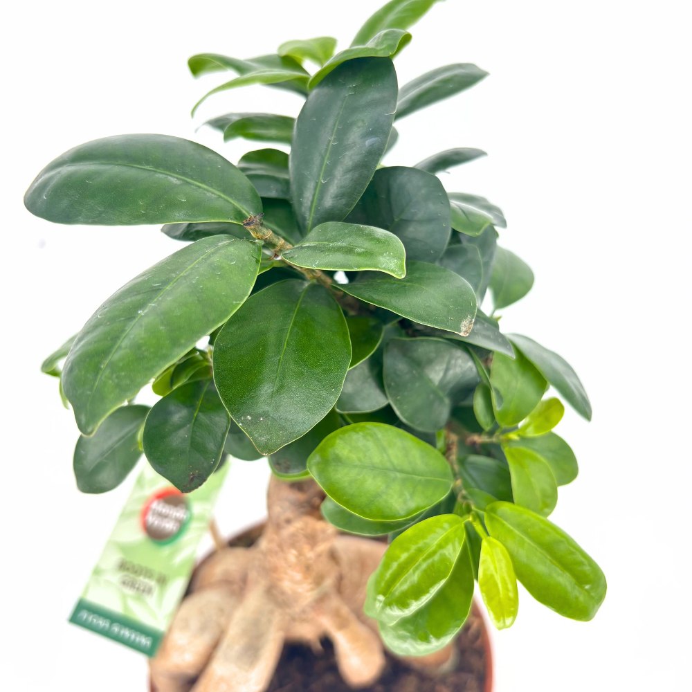 Ficus Bonsai Ginseng, 30 cm cu radacini groase, planta de interior, purificatoare aer
