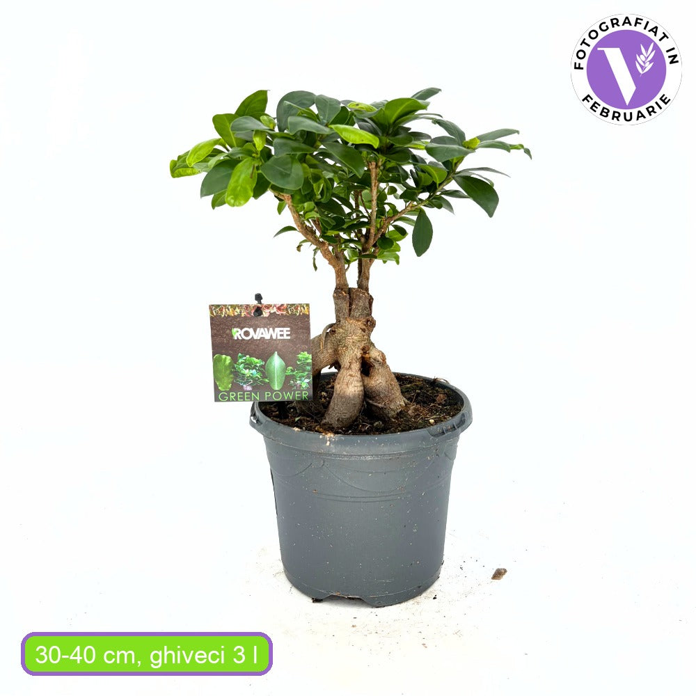 Ficus Bonsai Ginseng cu radacini groase, 30-40 cm, planta de interior, purificatoare aer