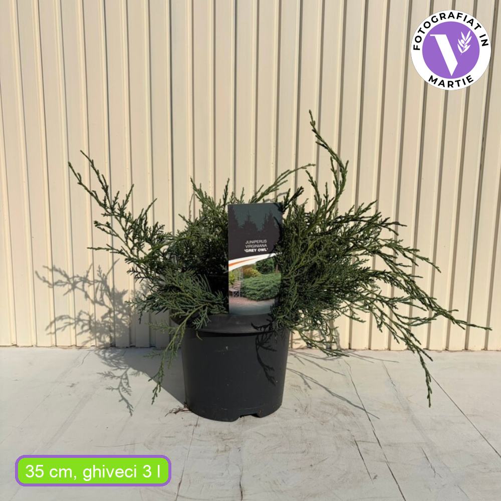 Ienupar de Virginia Grey Owl, frunzis argintiu-verzui, tarator, decorativ argintiu, vesnic verde, ideal pentru taluzuri si stancarii