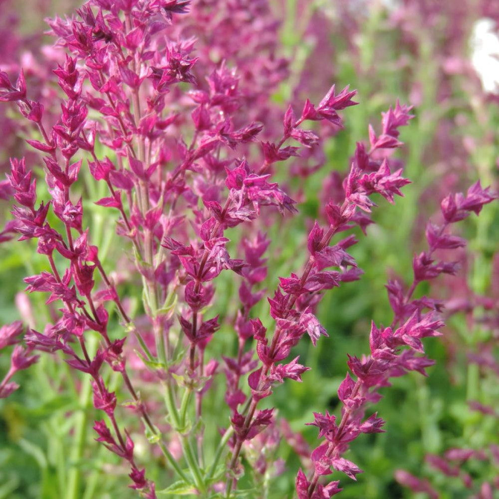 Salvia ornamentala Schwellenburg, perena cu flori violet, inflorire bogata, frunzis aromat