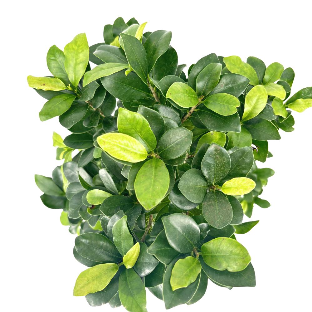 Ficus Bonsai Ginseng Forma Spirala, 80 cm, bonsai decorativ, planta de interior, purificator aer