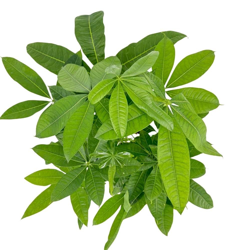 Arborele Banilor (Pachira Aquatica), cu tulpina Impletita, planta de interior norocoasa, purificatoare de aer - 110 cm