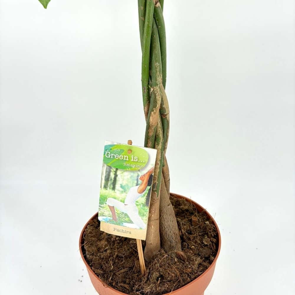 Arborele Banilor (Pachira Aquatica), cu tulpina Impletita, planta de interior norocoasa, purificatoare de aer - 110 cm