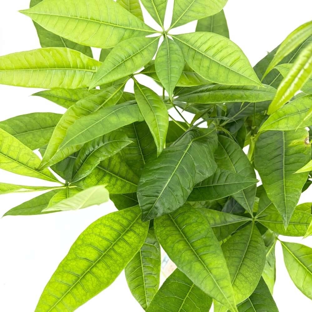 Arborele Banilor (Pachira Aquatica), cu tulpini libere, planta de interior norocoasa, purificatoare de aer - 65 cm