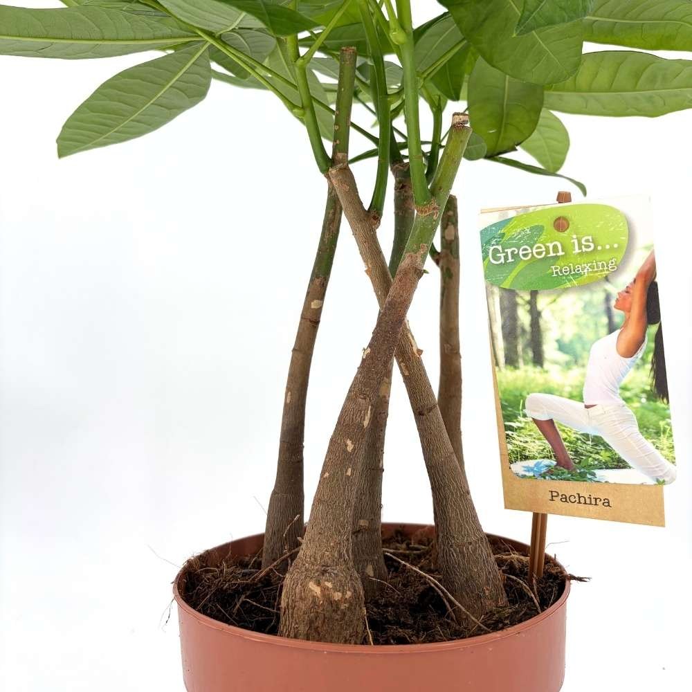 Arborele Banilor (Pachira Aquatica), cu tulpini libere, planta de interior norocoasa, purificatoare de aer - 65 cm