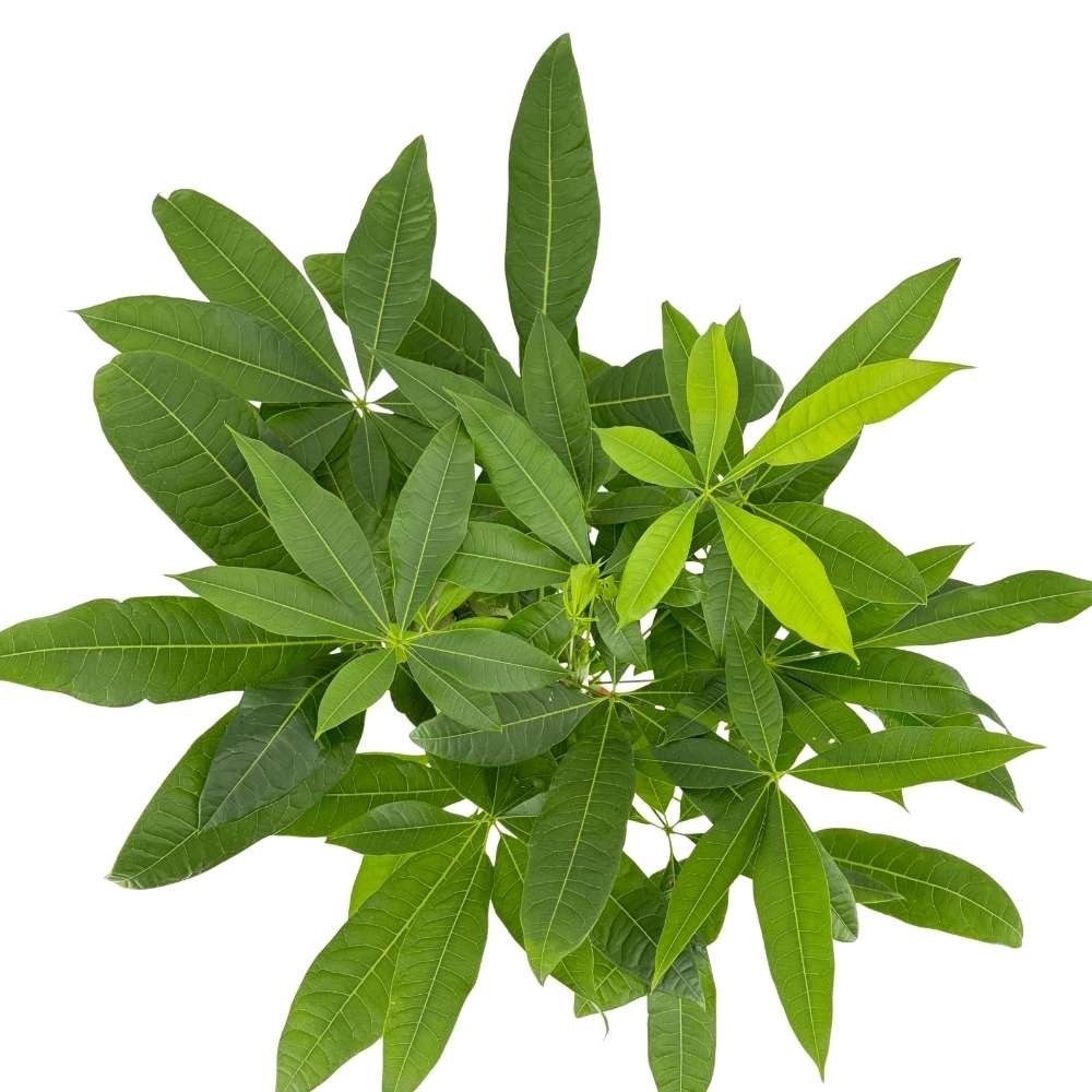 Arborele Banilor (Pachira Aquatica), cu tulpina Impletita, planta de interior norocoasa, purificatoare de aer - 80-95 cm