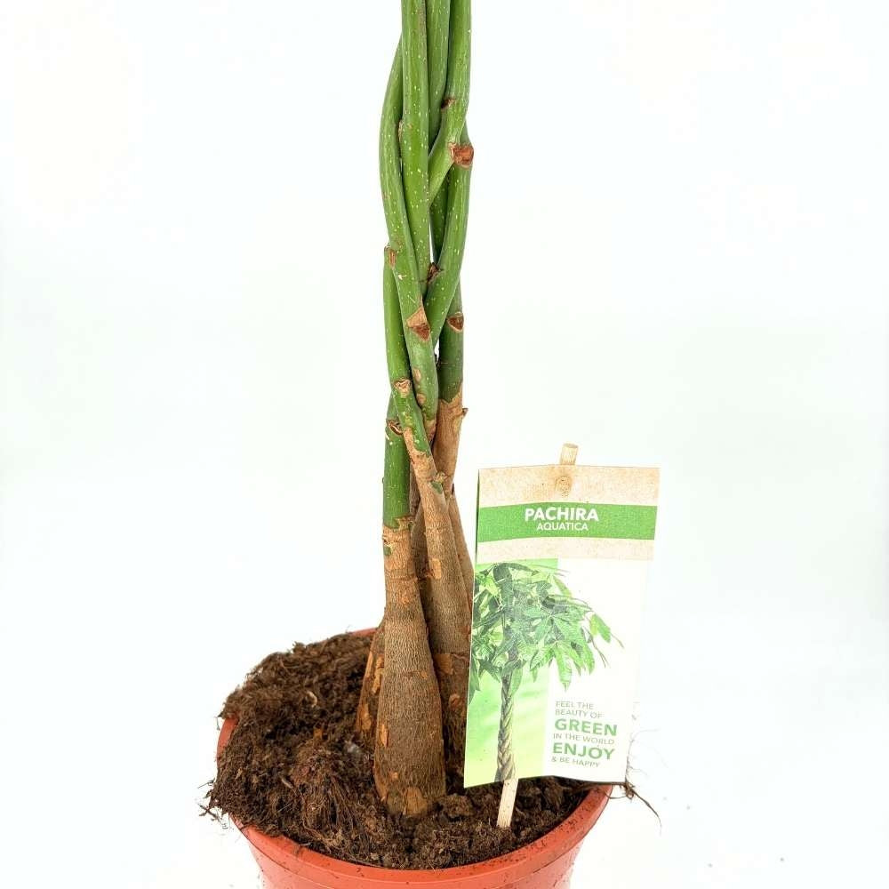 Arborele Banilor (Pachira Aquatica), cu tulpina Impletita, planta de interior norocoasa, purificatoare de aer - 80-95 cm