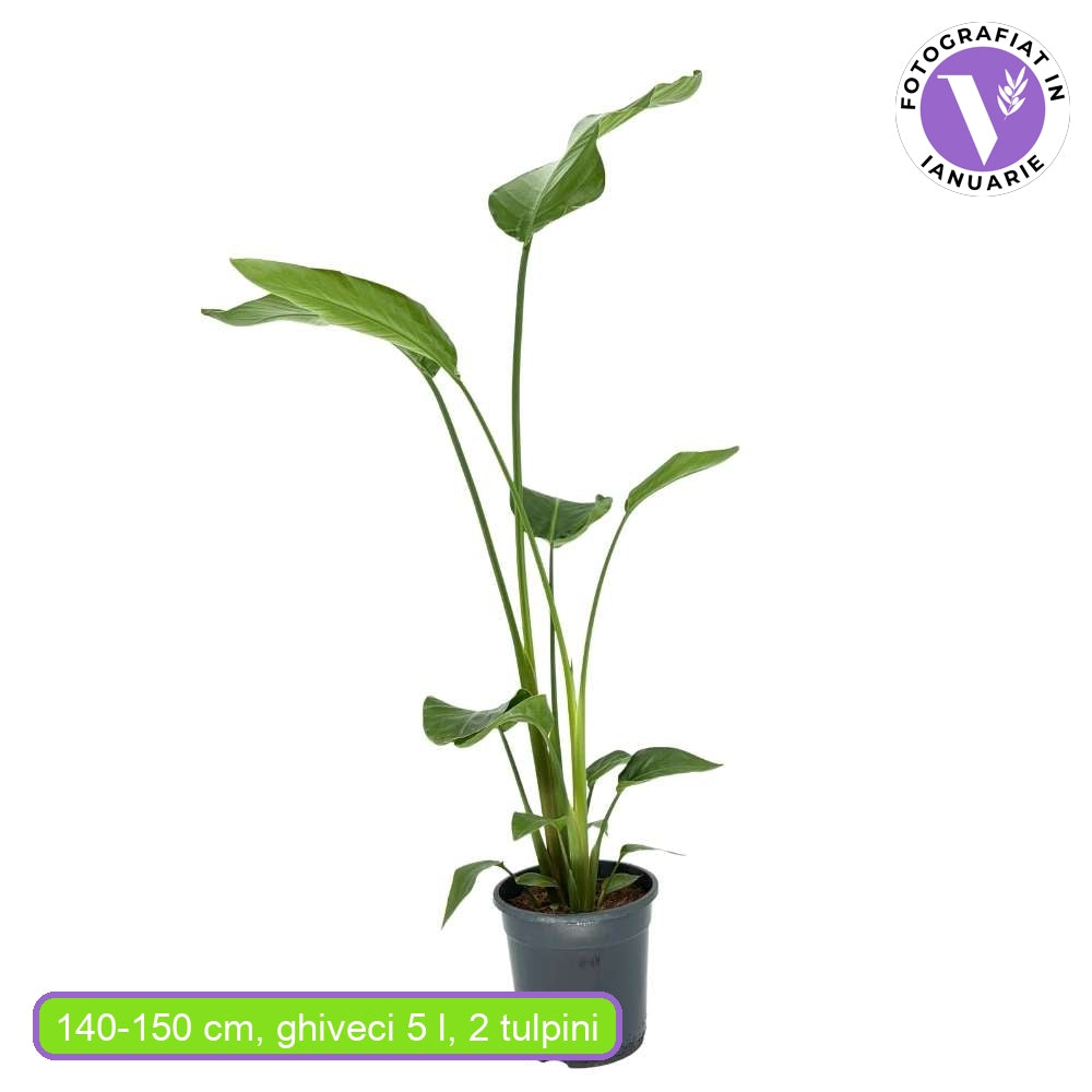 Strelitzia Nicolai, 150-160 cm, Pasarea alba a paradisului, planta exotica mare cu frunze uriase tropicale decorative pentru interior