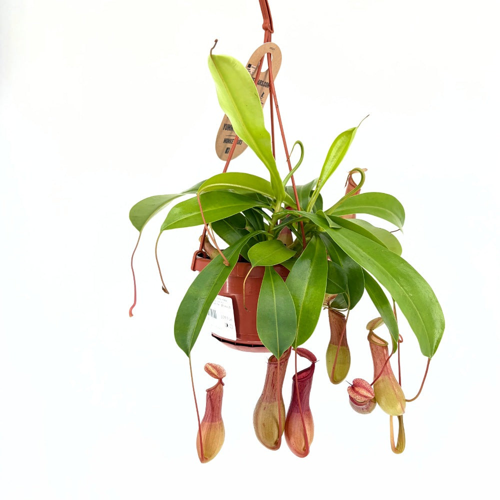 Planta Carnivora (Nepenthes) Alata Monkey Jars, planta exotica cu ulcioare, floare care mananca insecte, planta tropicala rara pentru interior - 20 cm