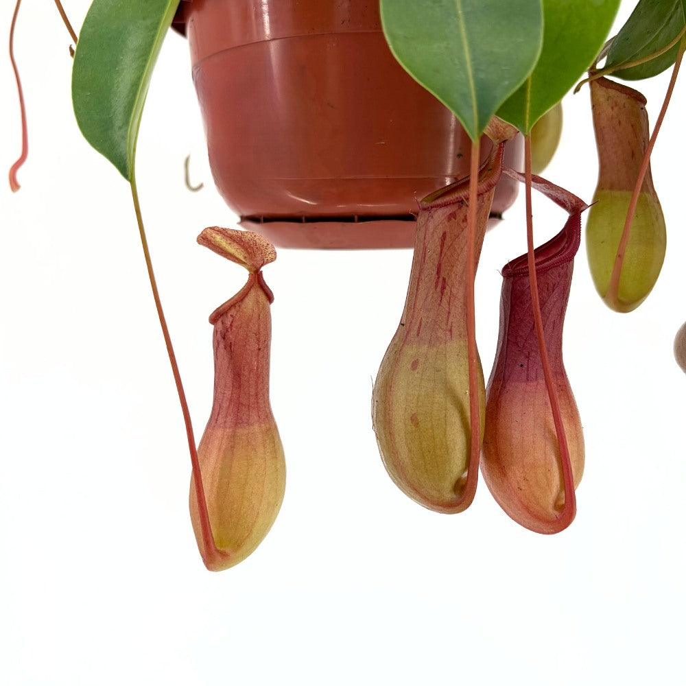 Planta Carnivora (Nepenthes) Alata Monkey Jars, planta exotica cu ulcioare, floare care mananca insecte, planta tropicala rara pentru interior - 20 cm