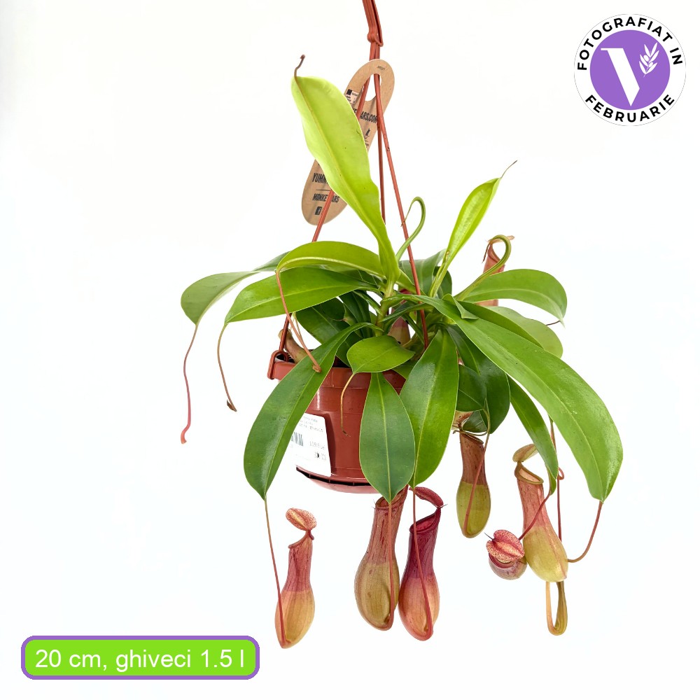 Planta Carnivora (Nepenthes) Alata Monkey Jars, planta exotica cu ulcioare, floare care mananca insecte, planta tropicala rara pentru interior - 20 cm