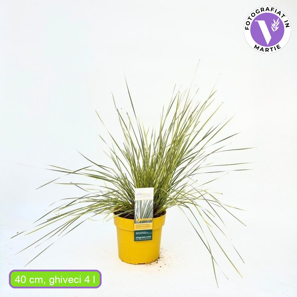 Iarba Ornamentala Rogoz White Sands, iarba decorativa perena, bicolora alb-argintiu, semi vesnic verde