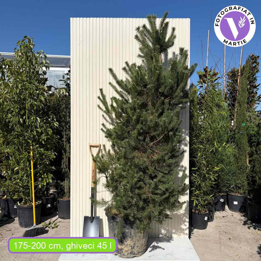 Pin Scotian de Padure (Pinus Sylvestris),conifer vesnic verde, crestere moderata, port inalt si elegant, adaptat la climele urbane