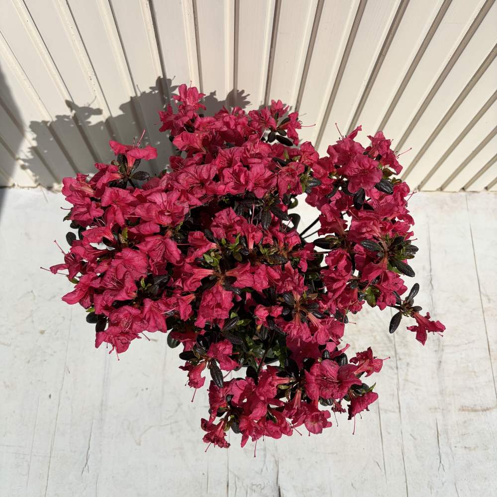 Azaleee Japoneza (Rhododendron) Maruschka, flori rosii rubinii, arbust vesnic verde, inflorire primavara, prefera semi-umbra si sol acid