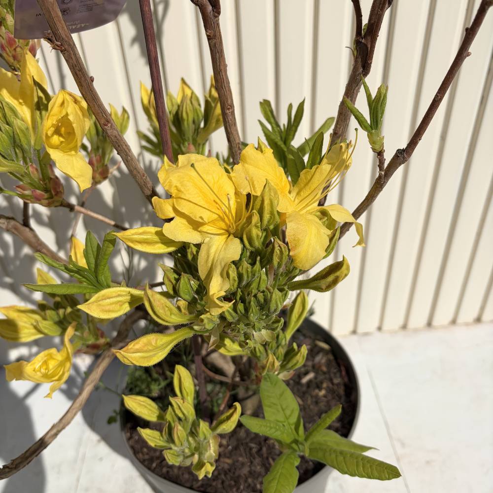 Azaleea Japoneza (Rhododendron) Mollis Anneke, cu flori aurii, inflorire primavara, vesnic verde, prefera semi-umbra si sol acid