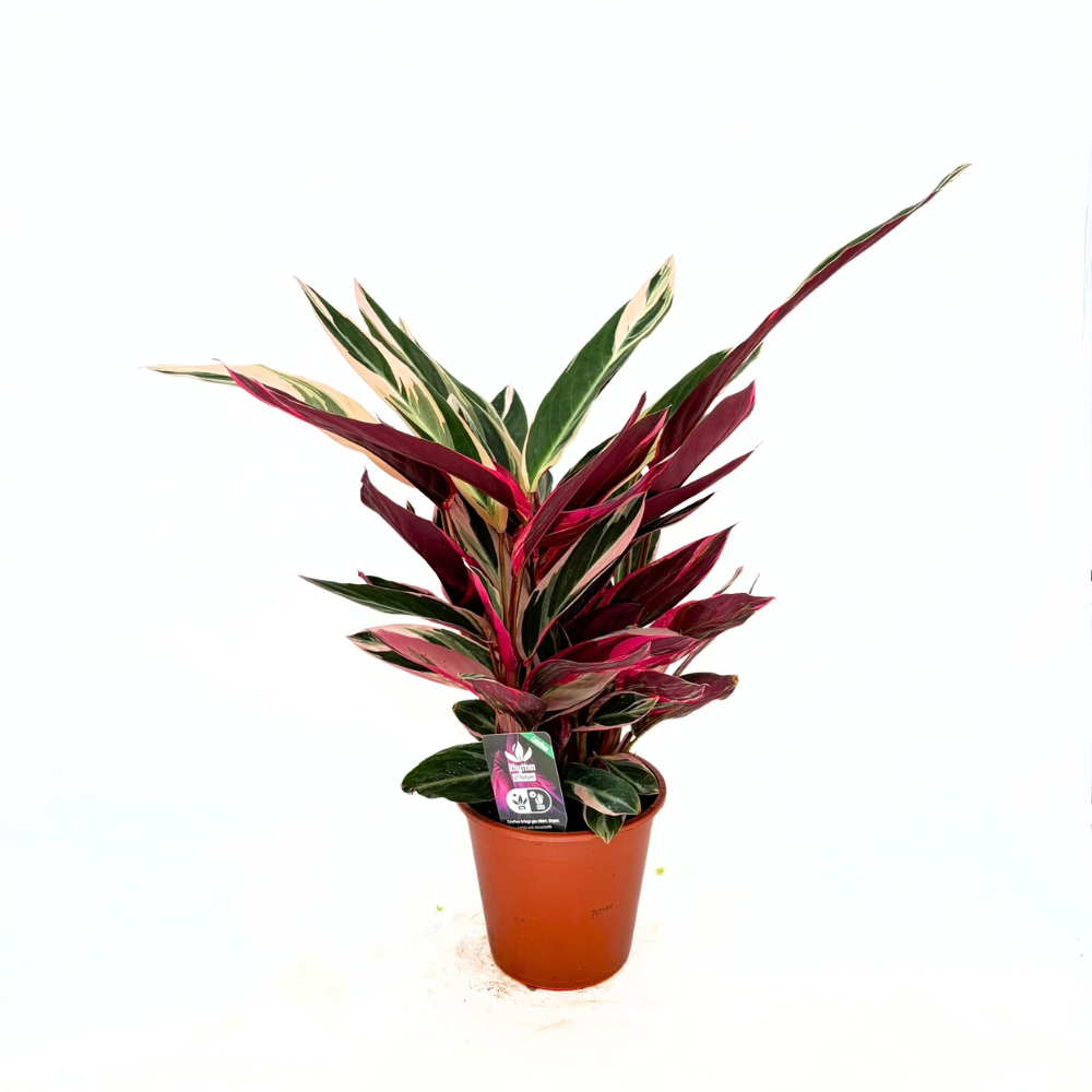 Planta care se Roaga Calathea Tricolor Triostar, 50-60 cm, Stromanthe sanguinea), planta de interior tropicala cu frunzis roz, verde si alb