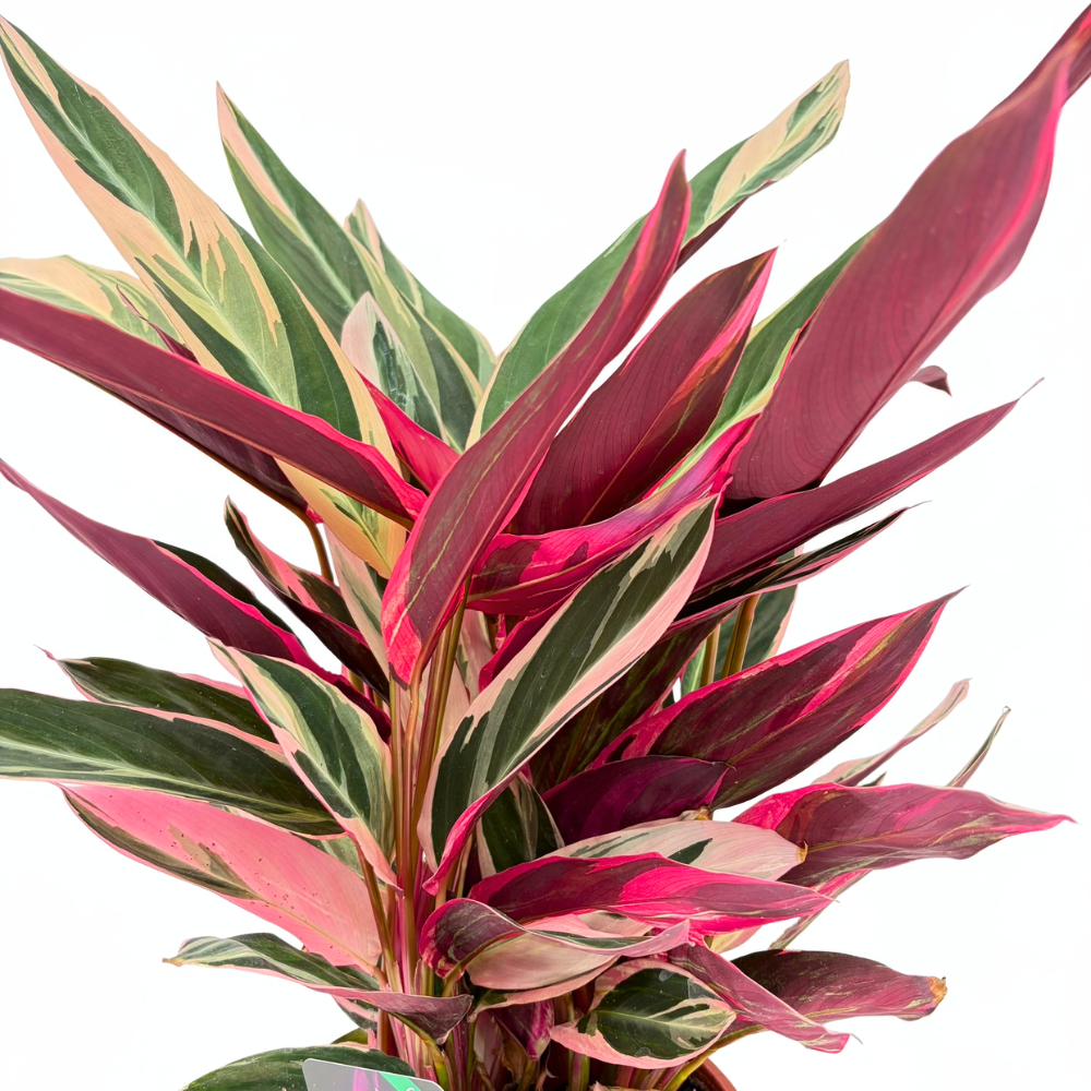 Planta care se Roaga Calathea Tricolor Triostar, 50-60 cm, Stromanthe sanguinea), planta de interior tropicala cu frunzis roz, verde si alb