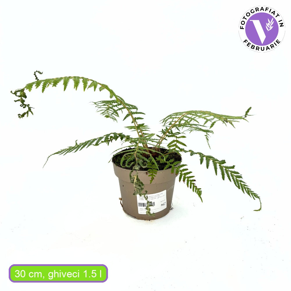 Feriga Copac (Dicksonia Antartica), feriga arborescenta straveche, planta exotica de umbra, semi-persistent, trunchi decorativ, ideal pentru ghiveci mare si gradina