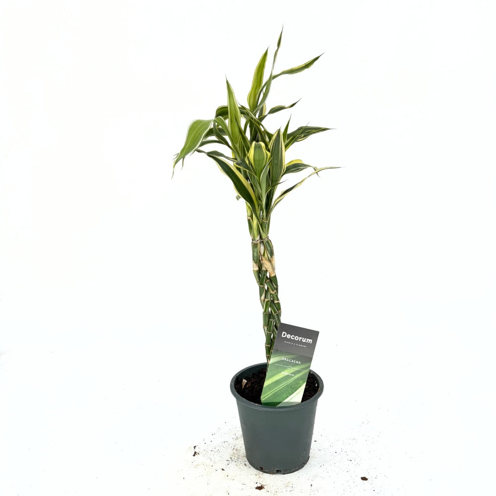 Bambus Norocos/Lucky Dracaena Marginata, 50 cm, 3 tulpini impletite