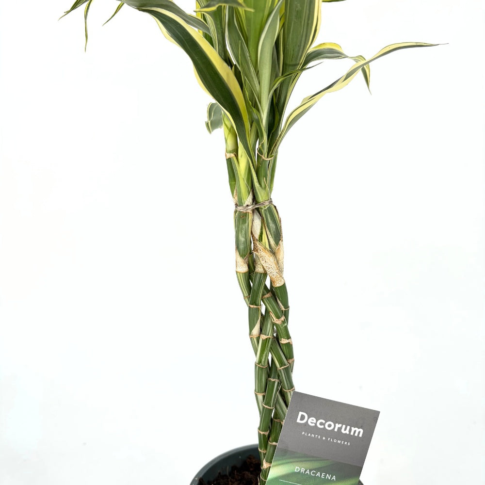 Bambus Norocos/Lucky Dracaena Marginata, 50 cm, 3 tulpini impletite