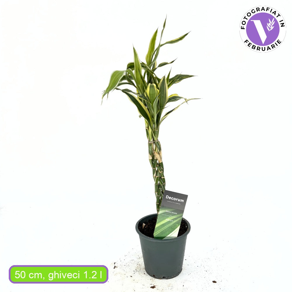Bambus Norocos/Lucky Dracaena Marginata, 50 cm, 3 tulpini impletite