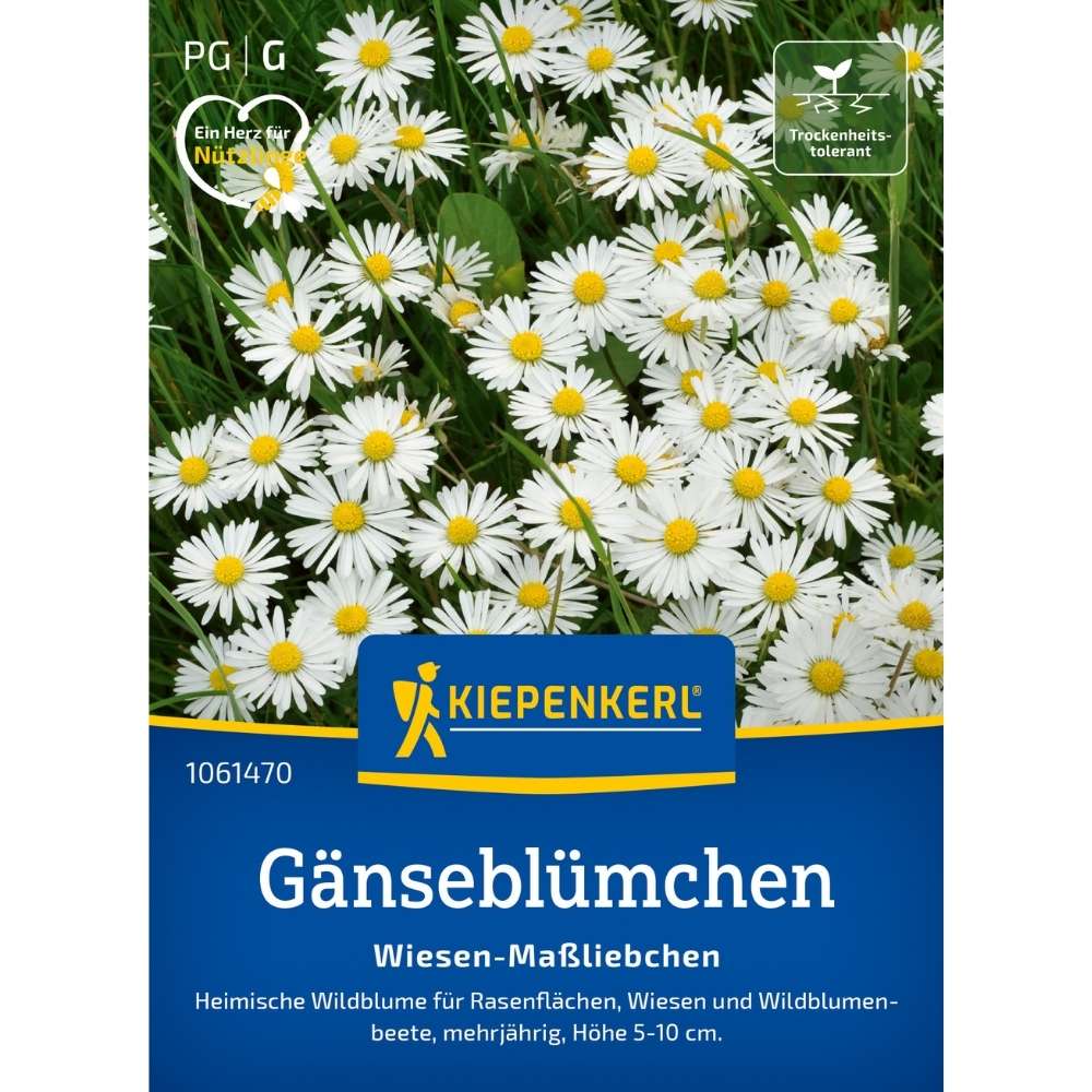 Seminte margarete salbatice – flori albe pentru pajisti, Insamantare prin imprastiere pe suprafata solului, cu protectie germinatie