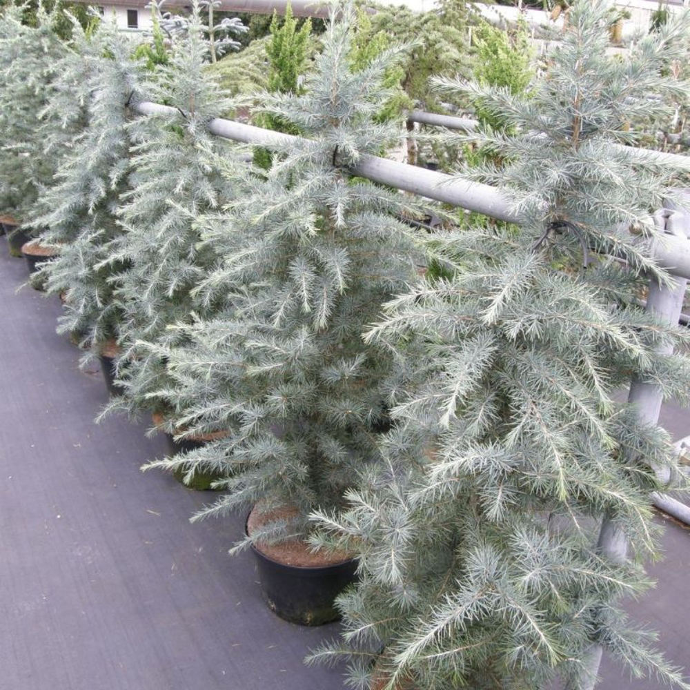 Cedru de Himalaya Bushes Electra (Cedrus Deodara), conifer ornamental cu ace moi argintii, vesnic verde, crestere rapida