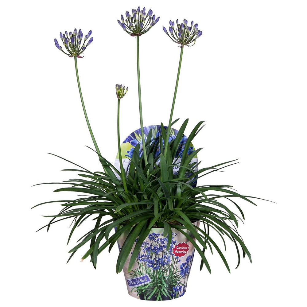 Crin African Agapanthus Northern Star, flori albastre in globuri, planta exotica rezistenta