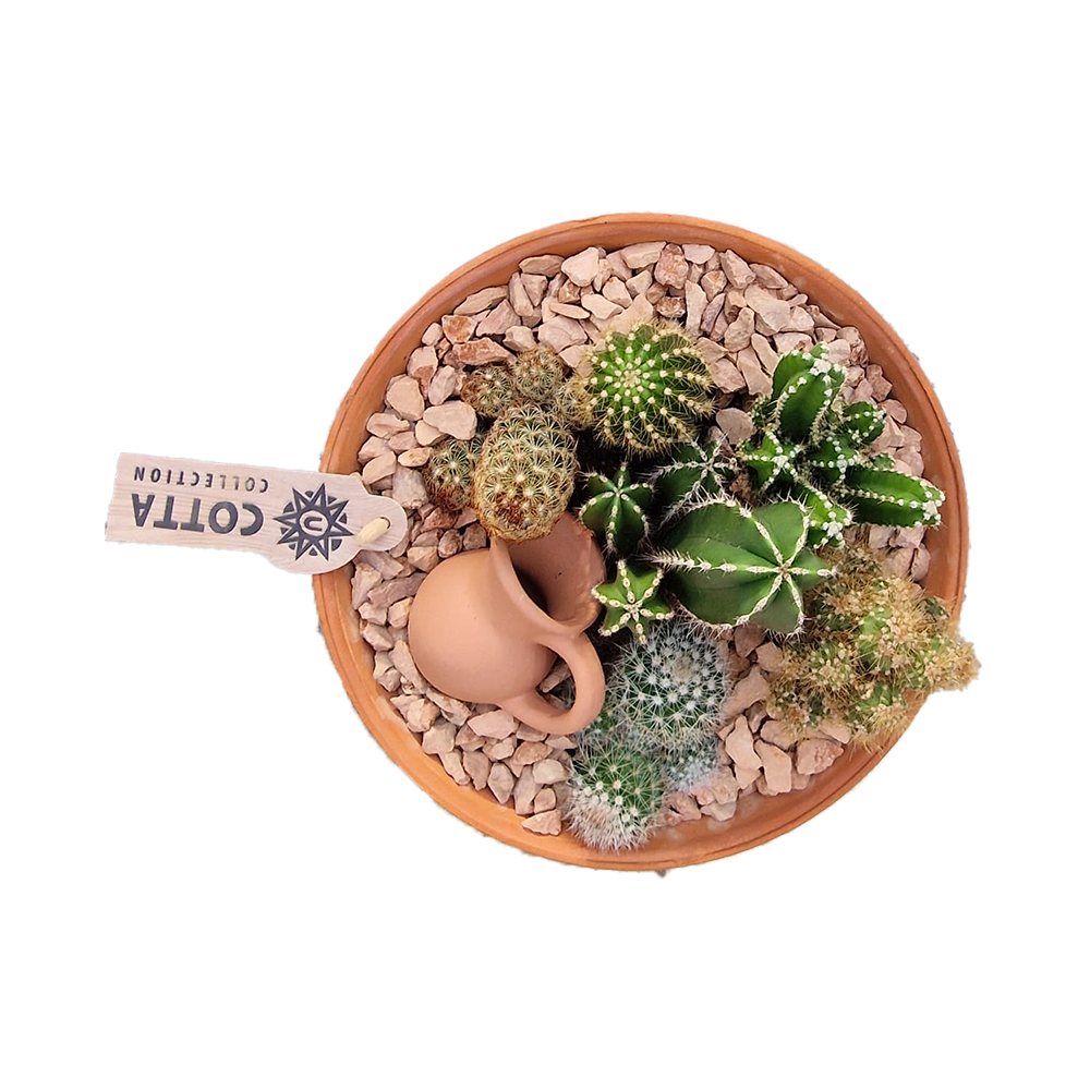 Aranjament Cactusi Terracotta, decor exotic de interior, cadou corporate sau cadou pentru cei dragi
