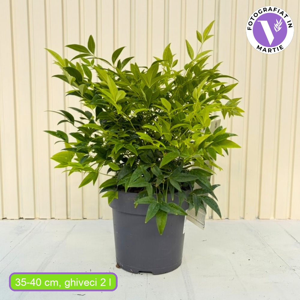 Bambus Sacru Nandina Lemon-Lime, decorativ cu frunze galben-verzui, arbust vesnic verde, gradina japoneza, feng shui