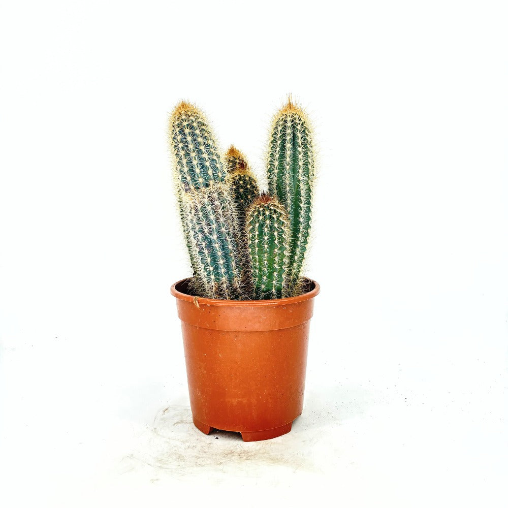 Cactus Vatricania Guentheri, 35 cm, cactus columnar albastru exotic, cactus decorativ interior rezistent seceta, planta suculenta rara pentru casa si birou