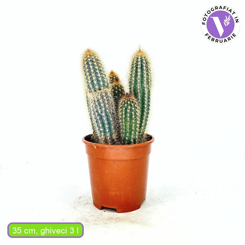 Cactus Vatricania Guentheri, 35 cm, cactus columnar albastru exotic, cactus decorativ interior rezistent seceta, planta suculenta rara pentru casa si birou