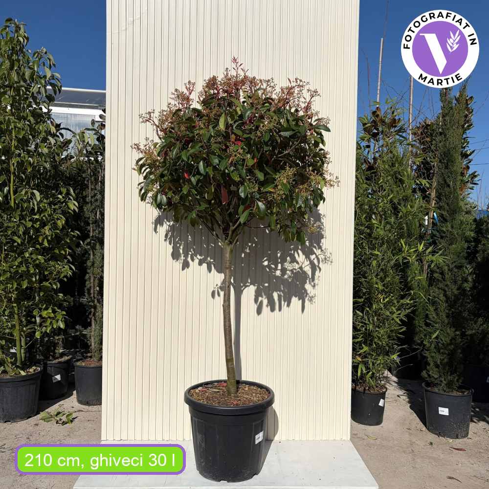 Photinia Copac Red Robin, arbore ornamental vesnic verde, frunzis rosu decorativ, crestere rapida