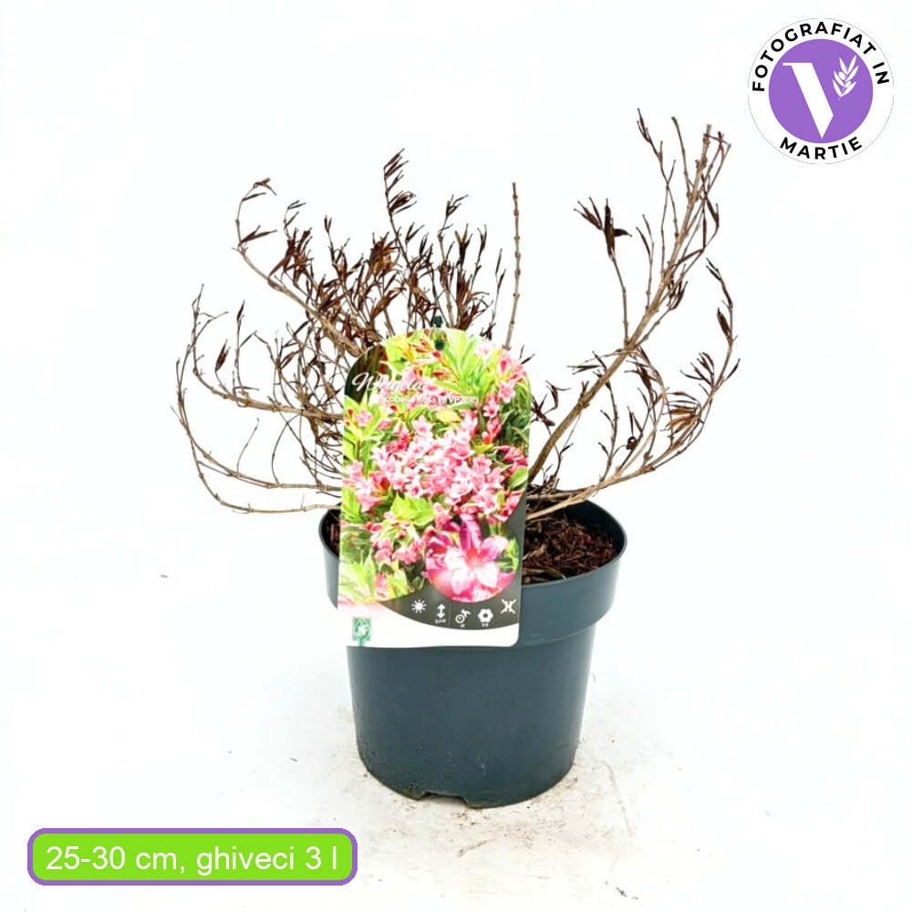 Weigela Picobella Rosa, arbust decorativ flori roz abundente, compact, rezistent iarna